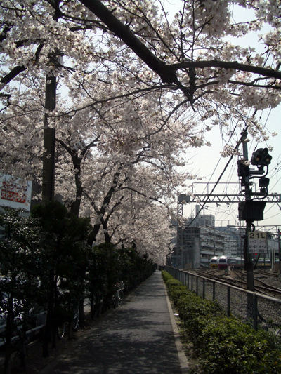 sakura-ueno1.jpg