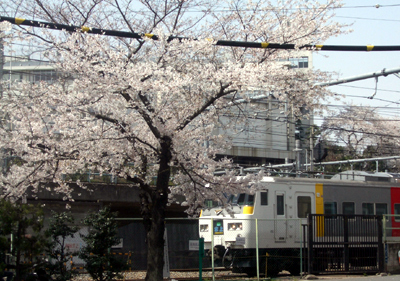 sakura-ueno2.jpg