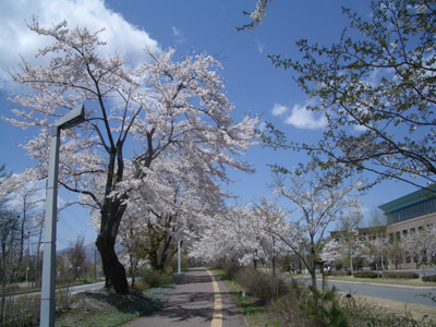 sakura2005.jpg
